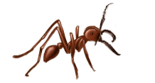 Ant Pest Control The Villages FL