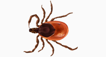 tick infestation